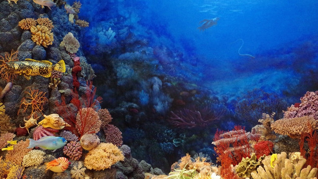 korallen-pb-200325-1280x720 Versauerung der Meere, Korallen