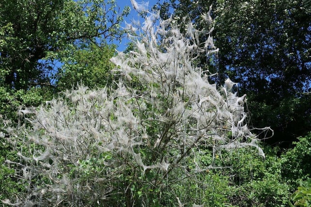 eingesponnen-und-kahlgefressen-schaden-durch-die-cc0-pixabay-fritz_the_cat-210826_download Eingesponnen und kahlgefressen: Schaden durch die Gespinstmotte.