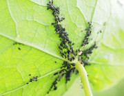 Wie du Blattläuse auf natürliche Weise loswirst