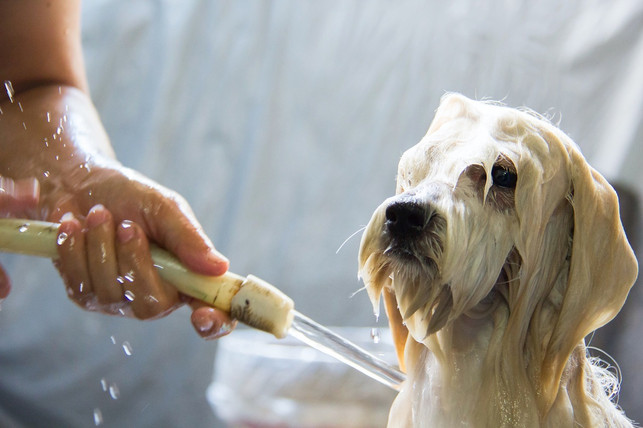 verwendet-fuer-deinen-hund-immer-spezielles-hundesh-cc0-pixabay-kengkreingkrai-231102_download Du solltest spezielles Hundeshampoo verwenden, um deinen Hund zu waschen.