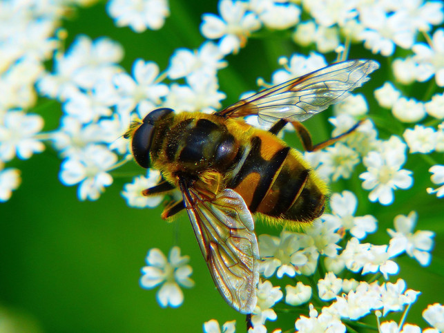 The pesticide-to-use-hermarine cultivation-von sheet-cc0-pixabay-jastra-180325_download You can also collect the flowers for yard yard tea yourself.