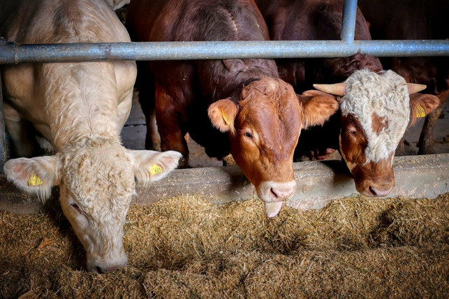 die-nutztierhaltung-benoetigt-dringend-strengere-re-cc0-pixabay-fietzfotos-210403_download Die Nutztierhaltung benötigt dringend strengere Regelungen, damit Tiere artgerechter leben können.