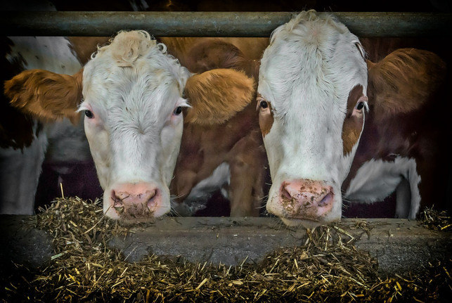 weil-insbesondere-grosse-tiere-viel-fressen-muessen-cc0-pixabay-guvo59-190405_download Weil insbesondere große Tiere viel fressen müssen, ist die Fleischproduktion sehr ressourcenintensiv.