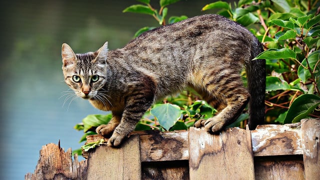 katzenurin-entfernen-cc0-pixabay-mabelamber-190224 katzenurin entfernen