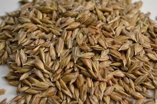 emmerkoerner-sind-fester-als-weizen-und-kraeftiger-i-cc0-pixabay-mtrx-210426_download Emmerkörner sind fester als Weizen und kräftiger im Geschmack.