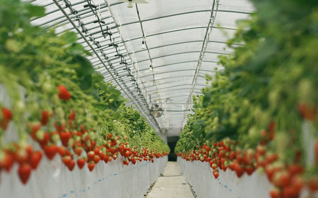 Manchmal werden Erbeeren im Gewächshaus angebaut Manchmal werden Erbeeren im Gewächshaus angebaut