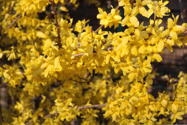 fruehblueher-wie-forsythien-solltest-du-im-herbst-ni-cc0--pixabay--sarahhbrn-251014_download Frühblüher wie Forsythien solltest du im Herbst nicht schneiden.