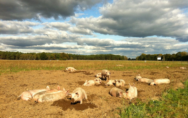 Glückliche Schweine mit Freiland_1