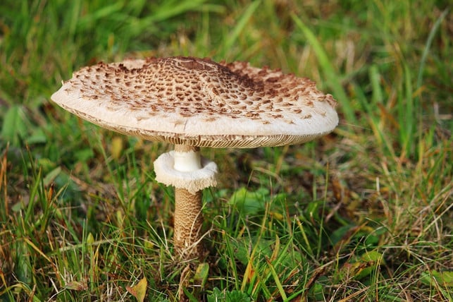 der-parasol-ist-am-verschiebbaren-ring-zu-erkennen-cc0-pixabay-peacedreamlady-201028_download Heimische Speisepilze: Der Parasol ist am verschiebbaren Ring zu erkennen.