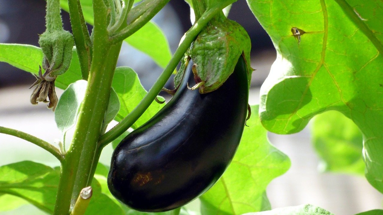 geschälte avocado aufbewahren Snips | Avocado-Frischhaltebox | Behälter für die Aufbewahrung von Avocados | Frisch und sicher | Spülmaschinenfest Eiswürfelform mit Aufbewahrungsbox | zz_7259 Größe:2er Sparset (1xrund + 1xeckig)