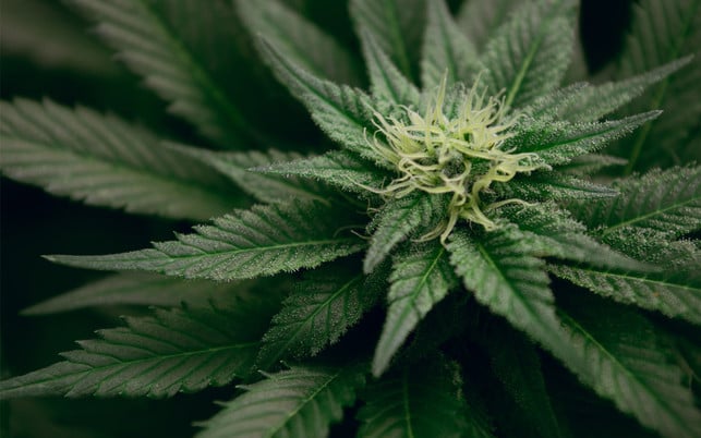 CBD wird aus der Blüte der Hanfpflanze gewonnen CBD wird aus der Blüte der Hanfpflanze gewonnen
