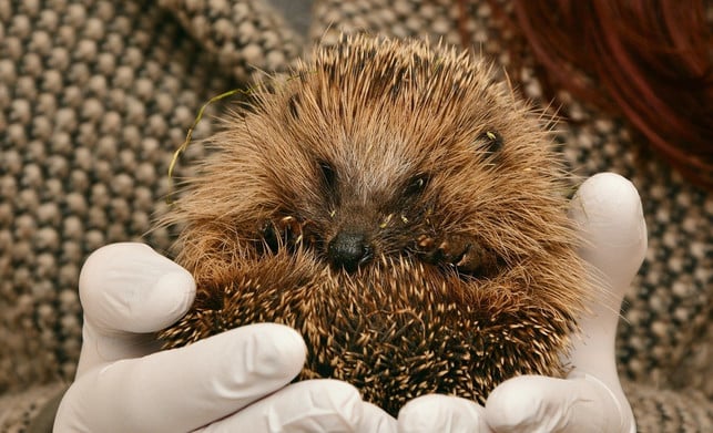 hast-du-einen-hilfsbeduerftigen-igel-gefunden-so-s-cc0-pixabay-congerdesign-200925_download Hast du einen hilfsbedürftigen Igel gefunden, solltest du dir Rat einholen.