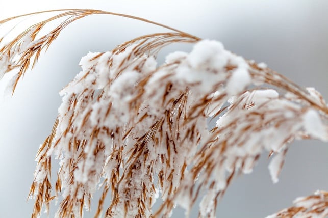 schilf-dient-als-gutes-winterquartier-fuer-kleintie-cc0-pixabay-marla66-200528_download Schilf dient als gutes Winterquartier für Kleintiere.