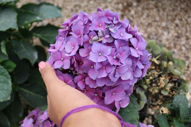 hortensien-brauchen-viel-pflege-und-sind-nichts-fue-cc0--pixabay--marabarboza-250625_download Hortensien brauchen viel Pflege und sind nichts für faule Gärtner:innen.