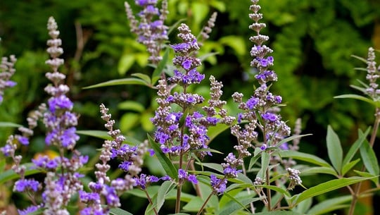 moenchspfeffer-cc0-pixabay-kriemer-180520 Mönchspfeffer