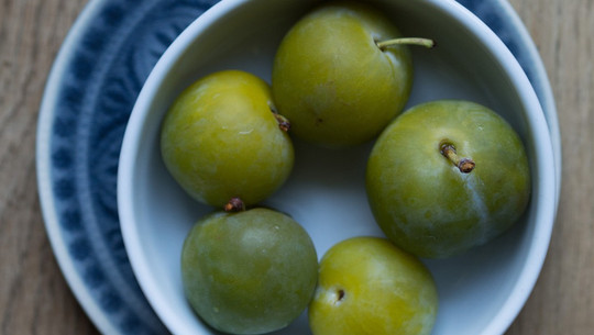 renekloden-cc0-pixabay-gina_janosch-191017 Renekloden