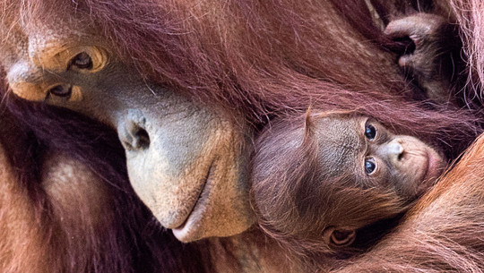 Orang-Utans schützen: 6 Tipps für Alltag und Urlaub Orang-Utans schützen