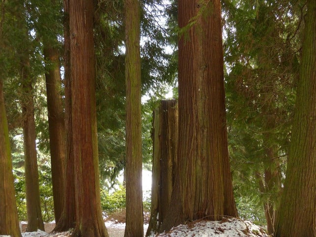riesenlebensbaeume-gehoeren-zu-den-groessten-nadelbaeum-cc0-pixabay-hans-191128_download Thuja, oder auch Riesenlebensbäume, gehören zu den größten Nadelbäumen.