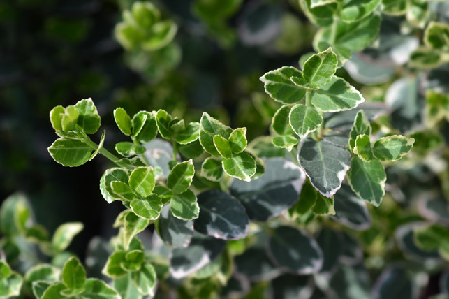 Wintercreeper Emerald Gaiety Du musst die Kriechspindel nur schneiden, wenn du sie in Form bringen möchtest.