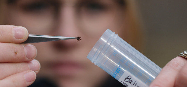 Frau infiziert sich beim Heidelbeersammeln - jetzt checkt ein Team das Zecken-Gebiet
