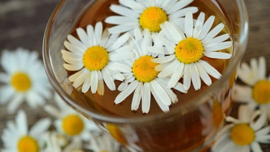 kamillentee-schwangerschaft-cc0-pixabay-congerdesign-191025 kamillentee schwangerschaft