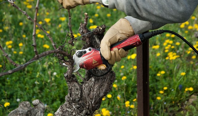 rueckschnitt-von-weinreben-cc0-pixabay-jackmac34-180325_download Wilder Wein muss regelmäßig beschnitten werden.