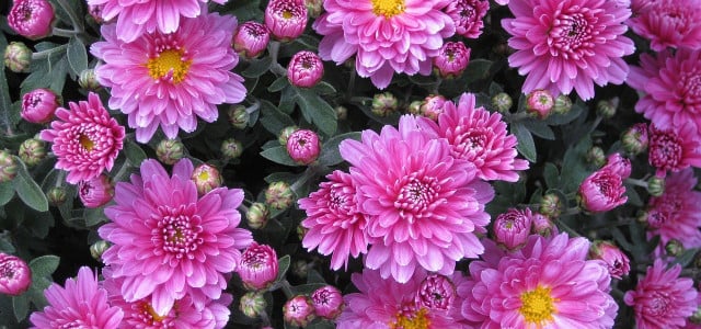 chrysanthemen überwintern