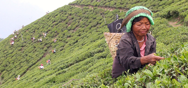 Steile Hänge und unwegsames Gelände erschweren die Arbeit der Teepflückerinnen in Darjeeling.
