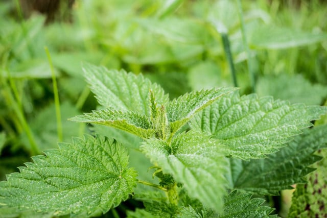 You can use home remedies to help your skin if you have been burned by nettle.