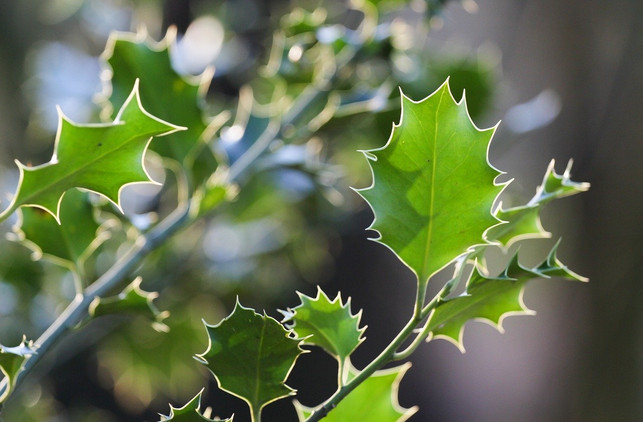 Stechpalme So pflanzt du Ilex als Hecke Utopia.de