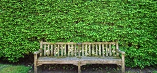 hecke schneiden