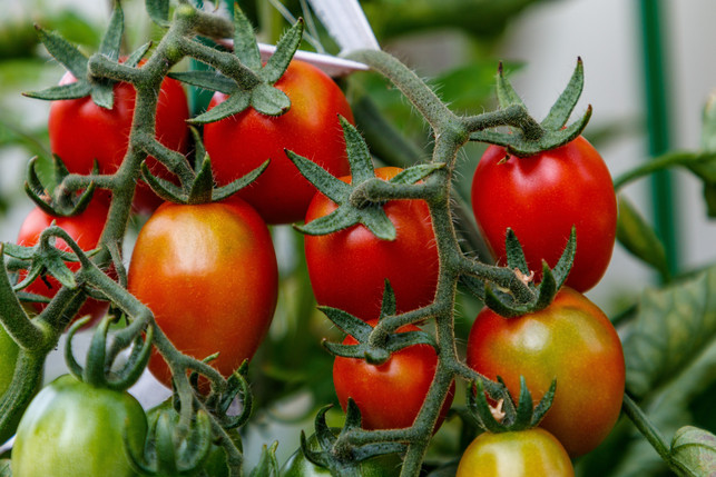 schneidest-du-stabtomaten-regelmaessig-zurueck-profi-cc0--pixabay--alexei_other-250721_download Schneidest du Stabtomaten regelmäßig zurück, profitierst du von einer reicheren Ernte.