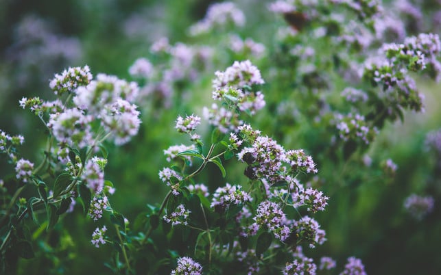 bienen-kraeuter-oregano-pb-cc0-1280x800 Bienenfreundliche Kräuter: Organo