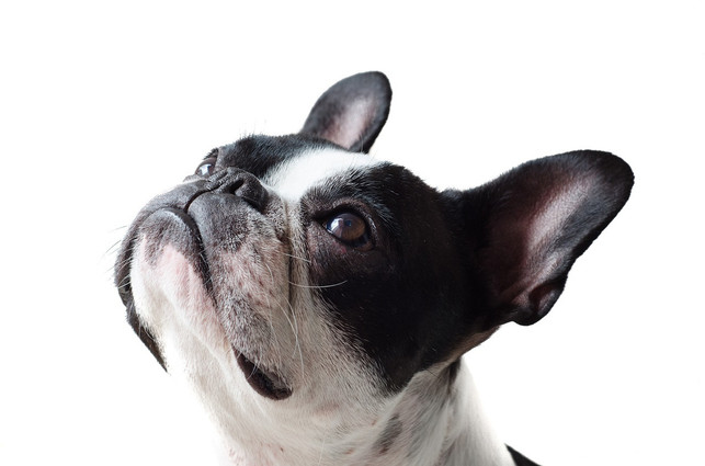 bulldogge-mit-verkuerzter-schnauze-sind-ergebnisse-cc0-pixabay-jolucasru-200104_download Bulldogge mit verkürzter Schnauze sind Ergebnisse von Qualzucht.