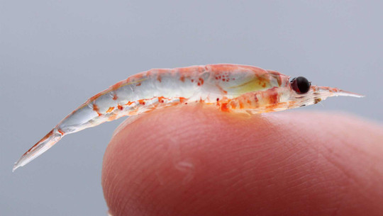 Krill-Fang in der Antarktis: Grund dafür „ist das Verrückteste der Geschichte" Krill-Fang in der Antarktis: Grund dafür „ist das Verrückteste der Geschichte"