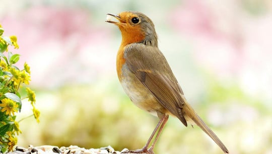 vogelfreundlicher-garten-cc0-pixabay-oldiefan-220520 vogelfreundlicher garten