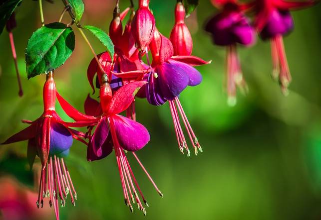 fuchsien-ziehen-einen-schattigen-standort-vor-cc0-pixabay-timhill-180317_download Fuchsien ziehen einen schattigen Standort vor.