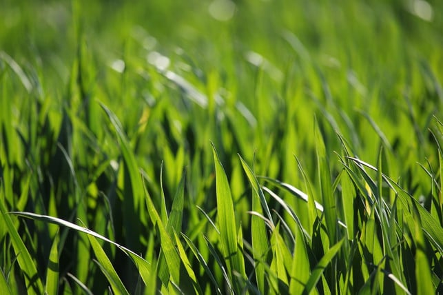 dein-eigenes-ostergras-zu-saeen-ist-nicht-schwierig-cc0-pixabay-kriemer-230309_download Dein eigenes Ostergras zu säen ist nicht schwierig.