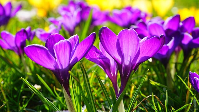 bienen-pflanzen-garten-krokus-maerz-pb-hans-240306-1280x720 Frühlings-Krokusse haben einen hohen Nektarwert.