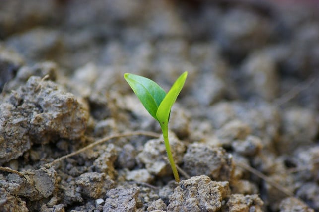 nach-dem-keimen-kannst-du-die-paprikapflanzen-vorz-cc0-pixabay-vijakob-250117_download Nach dem Keimen kannst du die Paprikapflanzen vorziehen.