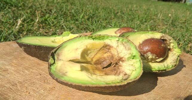 ist-die-avocado-breits-zu-grossen-teilen-innen-brau-pascal-thiele-utopia-191023_download Wenn bereits große Teile deiner Avocado innen braun sind, ist diese in den meisten Fällen nicht mehr genießbar.