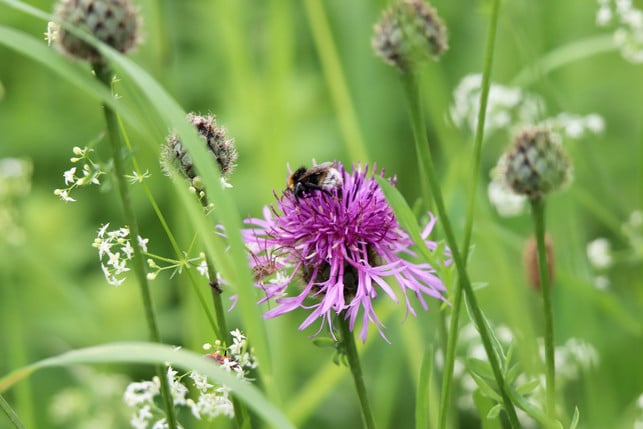 auf-wiesen-sind-oft-bienen-unterwegs-daher-sollte-cc0--pixabay--nennieinszweidrei-250820_download Auf Wiesen sind oft Bienen unterwegs, daher sollte man vorsichtig sein.