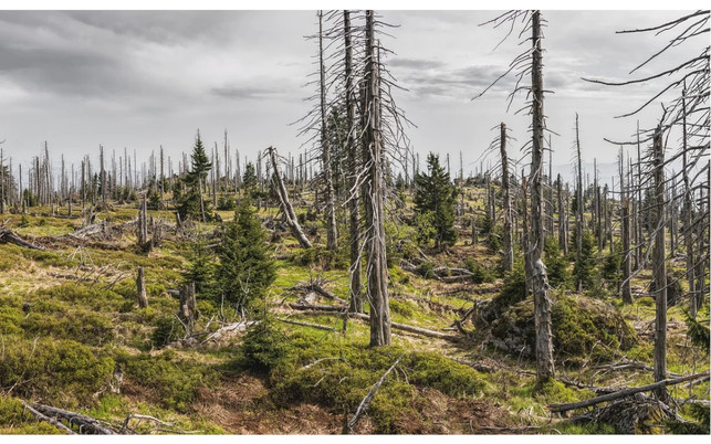 neo-oekologie-waldsterben-pb-felixmittermeier-200805-1280x800-1 Klimawandel und Waldsterben