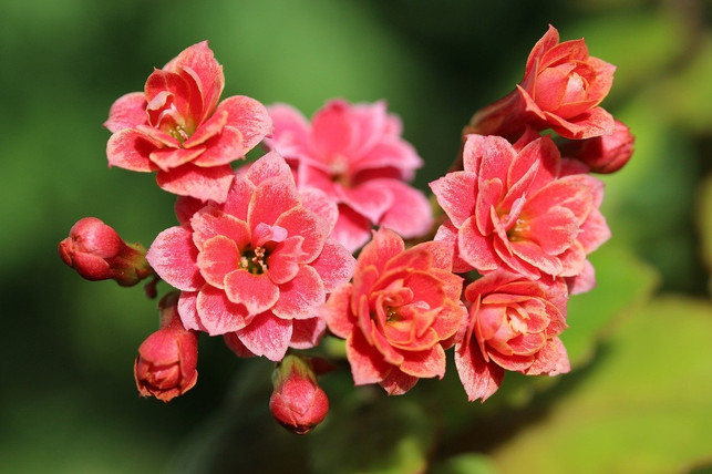 die-pflege-der-kalanchoe-ist-ganz-einfach-cc0-pixabay-chesna-200622_download Die Pflege der Kalanchoe ist ganz einfach.