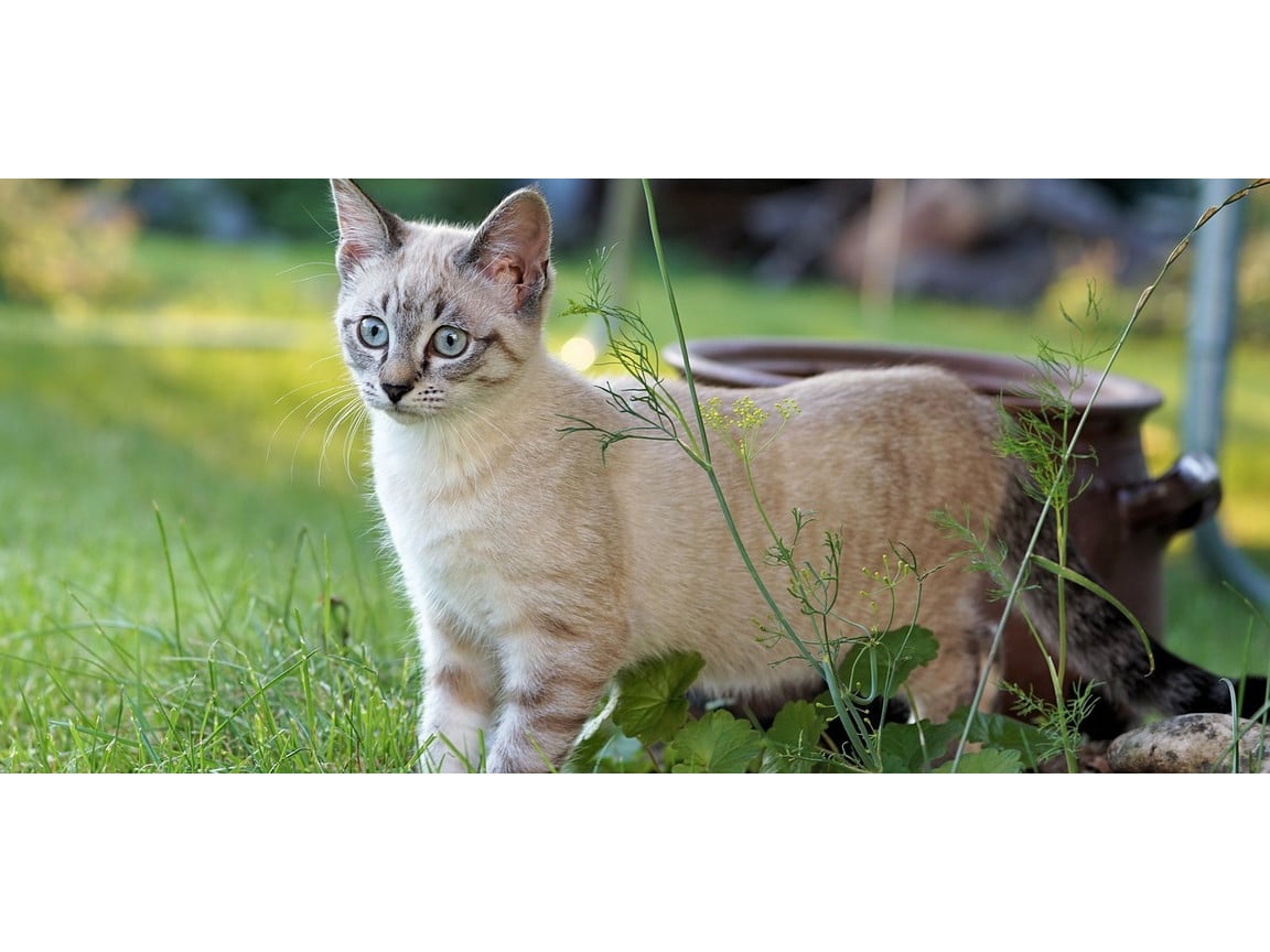 Welcher Katzenabwehrgürtel hilft wirklich? • Der katzenfreie Garten