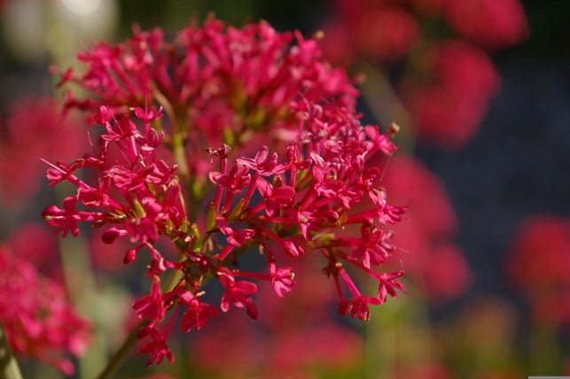 die-rote-spornblume-kannst-du-auch-in-steingaerten-cc0-pixabay-kriemer-250305_download Die Rote Spornblume kannst du auch in Steingärten pflanzen.