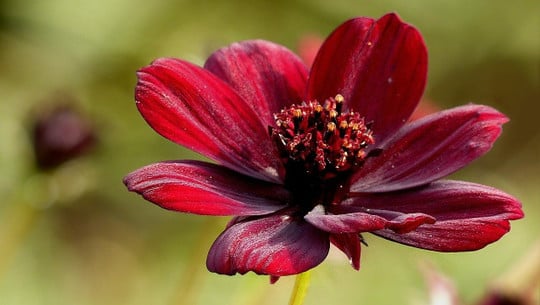 schokoladenblume-cc0-pixabay-oldiefan-200129 Schokoladenblume