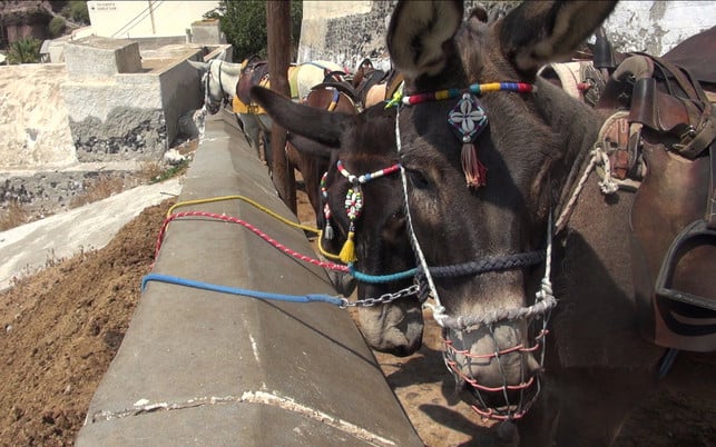 2018-08-Esel-Santorin-vlcsnap-11h55m06s794-c-PETA-D Esel Santorin Tierquälerei Tourismus