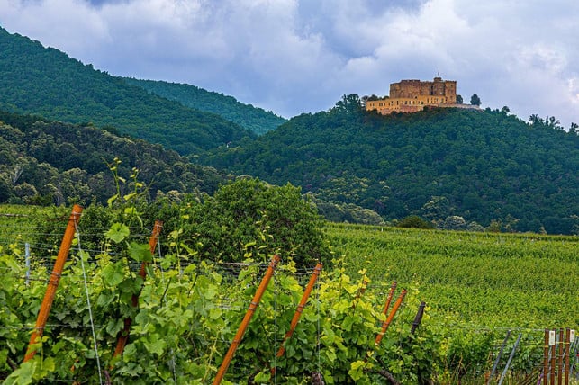 ueber-dem-weinanbaugebiet-neustadts-erhebt-sich-das-cc0-pixabay-maxmann-221002_download Über dem Weinanbaugebiet Neustadts erhebt sich das Hambacher Schloss.