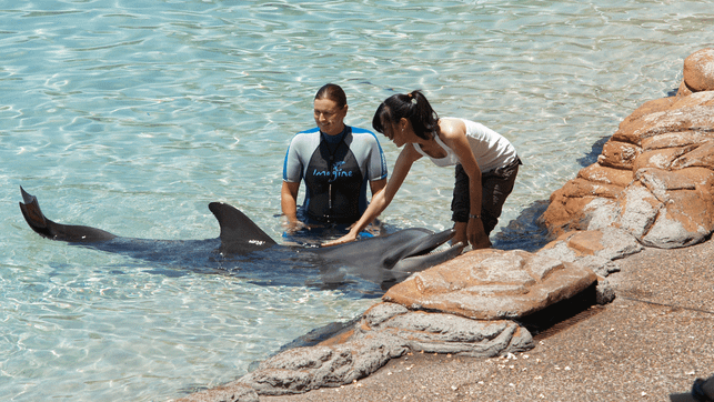 Urlaubs-Attraktionen, die man auf keinen Fall unterstützen sollte Delfin Tourismus